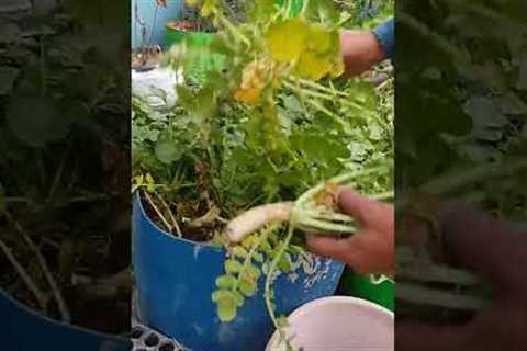 organic radish, organic vegetables,#shortvideo #garden #terracegardenindia #shortfeed#shorts#viral