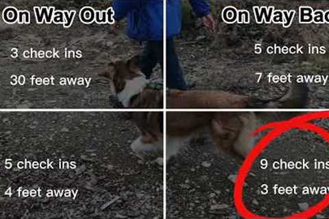 4 Easy Ways to Teach Your Dog to Stay Close! for Leashed and Off Leash Walks (No cues needed!)
