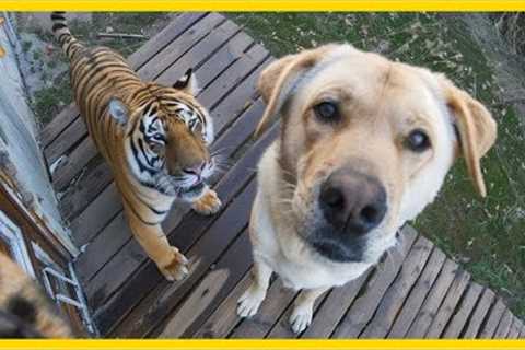 🐕 When your dog brings home a friend 🙈🤣Funniest Dog Ever!
