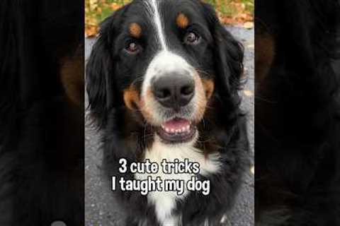 3 Cute Tricks To Teach Your Dog 😁 #bernesemountaindog #dogtricks #dogtraining #dogtrick #smartdog