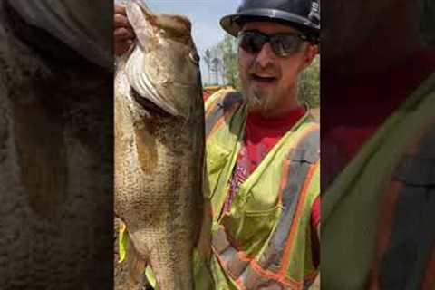 Rescuing Giant Bass from Drained Pond #shorts