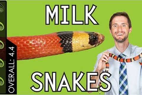 Milk Snake, The Best Pet Snake?