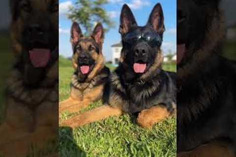 🐶 Adorable Puppy Learns a New Trick! 🐾 Must-See Cute Dog Moment! 😍  #shorts