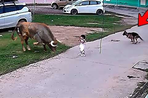 35 Hero Animals That Saved Human Lives !