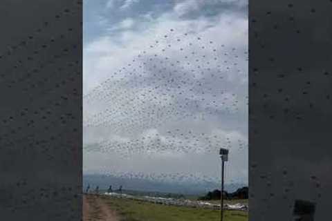 Chinese Drone Swarm Technology #military #airforce #aviation