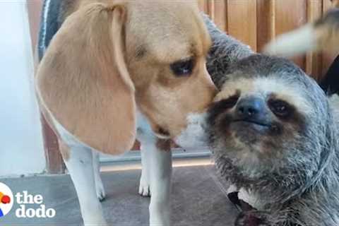 Rescued Sloth Becomes Best Friends With a Beagle | The Dodo Odd Couples