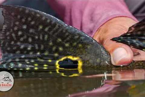 Fly Fishing the Amazon with the Kayapó &amp; Untamed Angling - Peacock Bass, Wolf Fish &amp;..