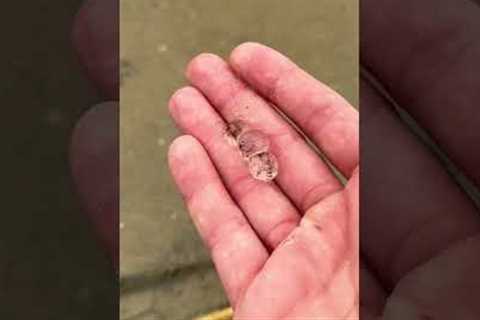 Rescuing Cute Jellyfish Blobs #shorts