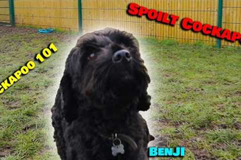 Spoilt Whining Cockapoo 101 - Professional Dog Trainer - Full Training Session