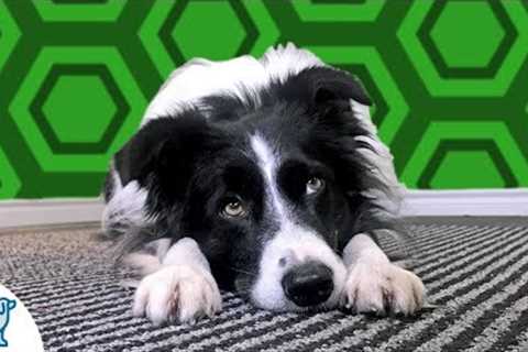 Head Down On Command- Cool Trick To Teach Your Dog - Professional Dog Training Tips