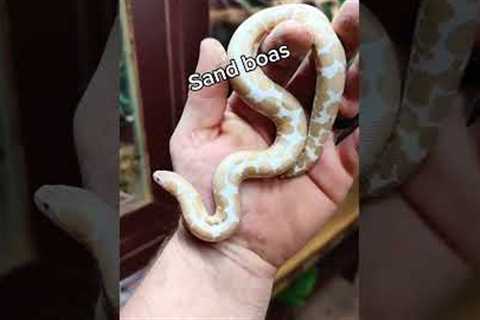 5 BEST FIRST PET SNAKES #snakes #petsnake #bestsnake