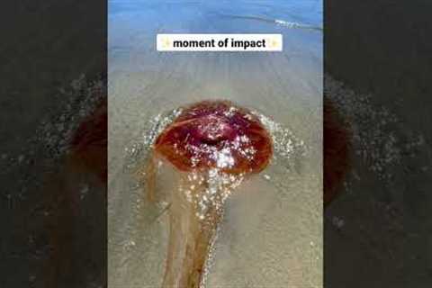Ouch! I got stung by a dead jellyfish! 😳 #vancouverisland #shorts