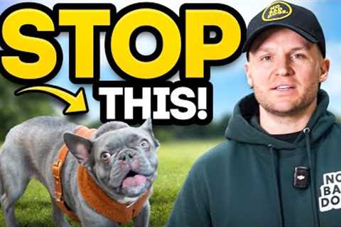 French Bulldog Reactivity? This Is How To Fix It!