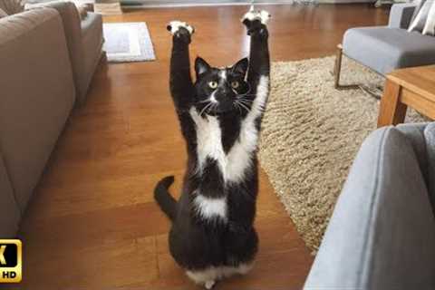 Silliest CATS on Earth 😂 Funny Cats Videos 2025