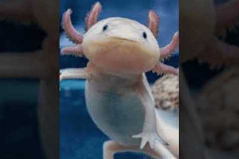 Top 5 Exotic Pets You Can Own #top5 #shorts