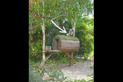 Build shelter, survive in the forest with skills #bushcraft #campping #survival #outdoors