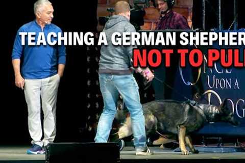 Tips To Training A German Shepherd The Right Way | Live Dog Demos