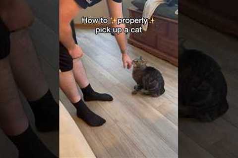 How to properly pick up a cat