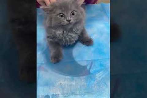 Cat meow! #shortvideo #cat #mycatchannel #funny #catchannel #yourcat #pets #catschannel #funnycats