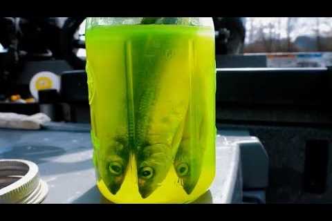 Spring Salmon Fishing Tips &amp; Tricks - Everything Herring! (Brining, Cut Plugs, &amp; More!)