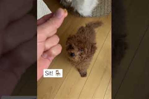 Toy poodle learning tricks!  #toypoodle #puppytraining #barboncino