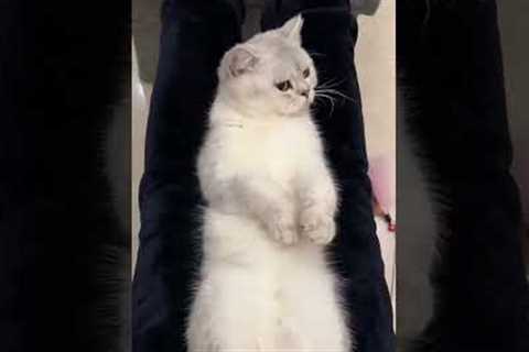 Cute kittens❤️【30】#shorts #cutecat520 #cat #kittens #pets