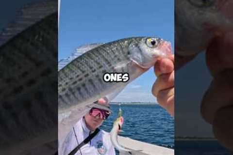 The Most Fish I’ve Ever Caught In One Day!!! (30+ Fish) 🎣 #fishing #lures #insane #viral #shorts