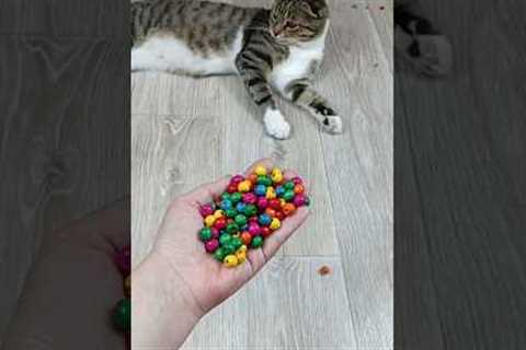 Cat Barsik Beads 📿 Domino Reverse Video #cat #catvideos #asatisfyingvideofamily #funny