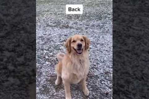 Positive Reinforcement Training - Golden Retriever Life #Shorts