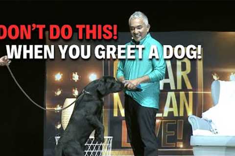 How To Greet A Dog The Right Way -- Avoid These Common Mistakes! | Live Dog Demos
