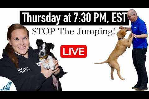 How To STOP Your Dog From Jumping Up!
