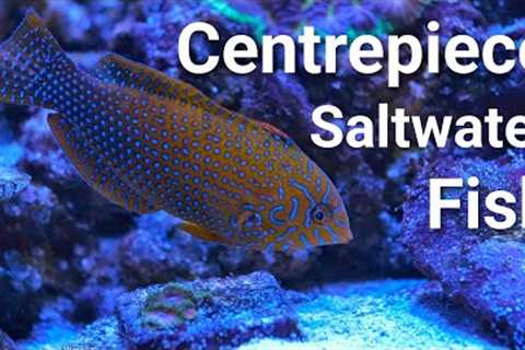 17 Centrepiece Saltwater Fish For EVERY Size Tank!