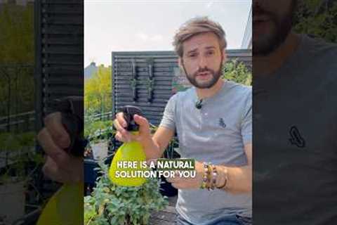 Natural solution to treat your plants 🌿 from aphids &amp; bugs 💚 #gardening #garden  #pestcontrol