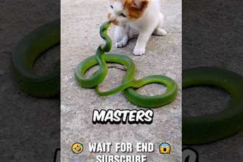 This is Why Snakes Lose To Cats Every Fight, UNTIL..😱