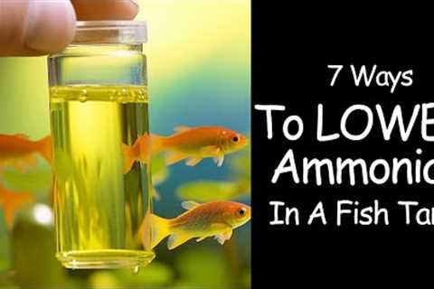 Ammonia In Fish Tanks - How To Lower Permanently 🙌