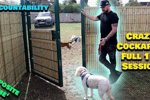 Crazy Cockerpoo 1:1 Full Session