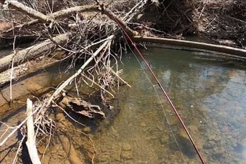 TROUT FISHING Persistence Pays Off On GIANT BROWN TROUT (Take It) #fishing #trout #Patience ￼