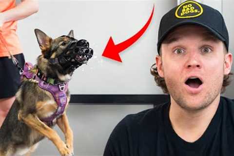 I've NEVER Seen Anything Like This Aggressive Dog... The Dangers Of Aggressive Dog Training