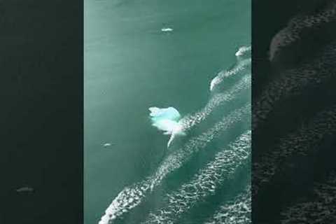 10 seconds of Pure Bliss brought to you from the Magic Carpet  #celebritycruises #cruiseline #alaska