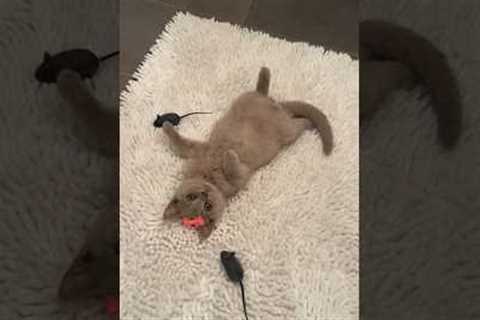 She Trained Her Cat To Greet Her ♥️