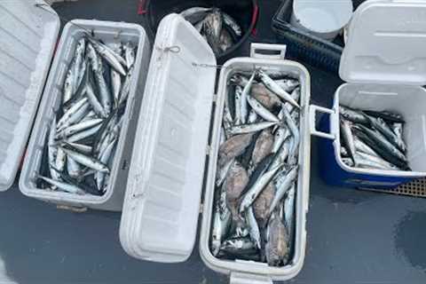 WINTER MACKEREL RUN - HUGE SHOALS ! Commercial Rod &amp; Line Fishing