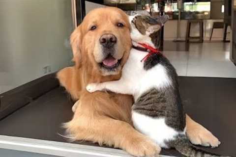 When Your Cats Who Can't Deny Their Love for Dogs!