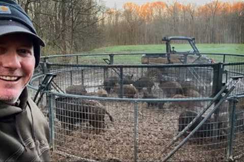 Trapping WILD HOGS through TORNADOES and FLASH FLOODS.