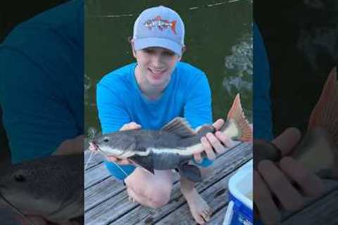 First fish added into my new backyard pond! #fish #fishing #pet #aquarium #bassfishingproductions