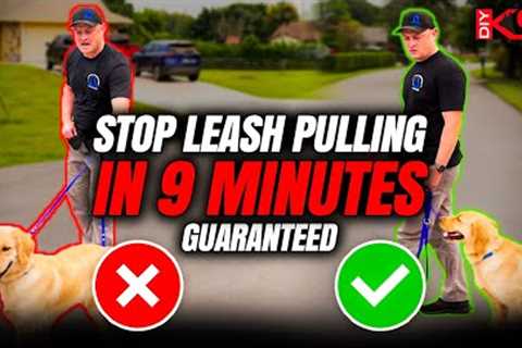 How to Stop Leash Pulling Now! Pro Tips for Success