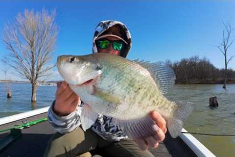 BIG CRAPPIES Love This Type of TREE! Fishing Timber with Plastic Jigs