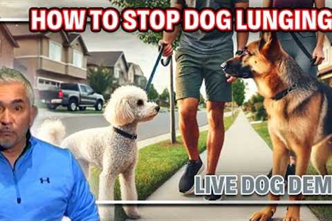 Best Tips To Stop Your Dog From Pulling And Lunging | Live Dog Demos