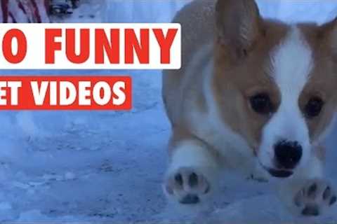 30 Funny Pet Videos Animal Compilation 2016