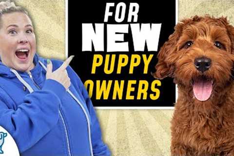 6 Puppy Training Mistakes New Dog Owners Make