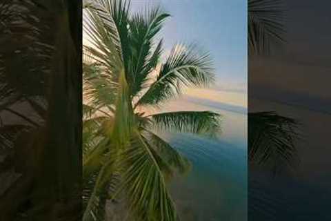 (via: ammo_visuals) 🌴 #DroneRacingLeague